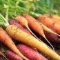 Mix Carrot Seeds, Six Varieties Fresh Heirloom Organic Vegetable 4000 Seeds