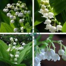 White Lily of the Valley - Convallaria - Great for Shade 20 seeds