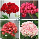 Bonsai Mixed 16 Types of Geranium 200 Seeds