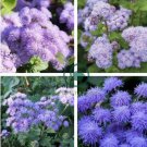 Blue Mexican Ageratum Flower 100 Seeds