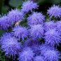 Blue Mexican Ageratum Flower 100 Seeds