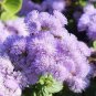 Blue Mexican Ageratum Flower 100 Seeds