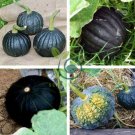 Rare Japanese Black Pumpkin 16 Seeds
