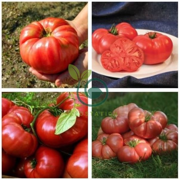 Big Brandy Hybrid Tomato 200 Seeds