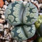 Lithops otzeniana acf. 'Aquamarine' Living Stone 20 Seeds