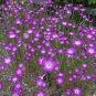 Purple Corn Cockles 40 seeds