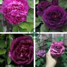 Big Purple Chinese Rose Light Fragrant Flowers Blooming Garden Plant 100 Seeds
