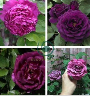 Big Purple Chinese Rose Light Fragrant Flowers Blooming Garden Plant 100 Seeds