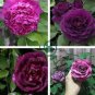 Big Purple Chinese Rose Light Fragrant Flowers Blooming Garden Plant 100 Seeds
