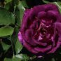 Big Purple Chinese Rose Light Fragrant Flowers Blooming Garden Plant 100 Seeds