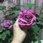 Big Purple Chinese Rose Light Fragrant Flowers Blooming Garden Plant 100 Seeds