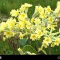 Primula vulgaris Hill primula acaulis 40 Seeds
