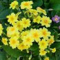 Primula vulgaris Hill primula acaulis 40 Seeds