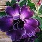 Thai Purple Adenium Desert Rose Bonsai 4 Seeds