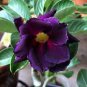 Thai Purple Adenium Desert Rose Bonsai 4 Seeds