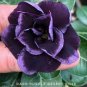 Thai Purple Adenium Desert Rose Bonsai 4 Seeds