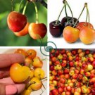 Rainier Cherries Female 40 Seeds