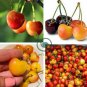 Rainier Cherries Female 40 Seeds
