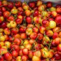 Rainier Cherries Female 40 Seeds