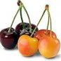 Rainier Cherries Female 40 Seeds