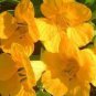 Iris Tectorum Golden Yellow Flowers 200 Seeds