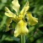 Iris Tectorum Golden Yellow Flowers 200 Seeds