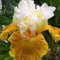 Iris Tectorum Golden Yellow Flowers 200 Seeds