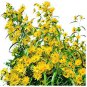 Iris Tectorum Golden Yellow Flowers 200 Seeds