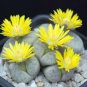 Various Lithops Bonsai Living Stone Flower Cacti Cactus 200 Seeds