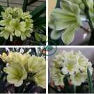 Clivia Miniata Plant Gorgeous 200 Seeds