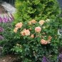 Rose Vine bonsais lings Being Miniature Rose Garden Landscaping 200 Seeds