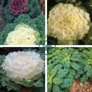 Real New Flower Bonsai Very Easy Plant Mini Garden Flores 200 Seeds