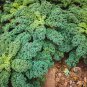Real New Flower Bonsai Very Easy Plant Mini Garden Flores 200 Seeds