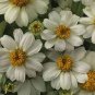 Park Seed Profusion Single-Flowered Zinnia Seed Collection 200 Seeds