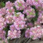 Verticordia halophila Seeds Salt-loving Featherflower Pink Salt-loving Verticordia 6 Seeds