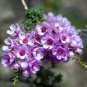 Verticordia halophila Seeds Salt-loving Featherflower Pink Salt-loving Verticordia 6 Seeds