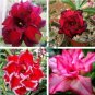 Adenium Fire Red 5-Layer Double Flowers with 40 Seeds