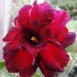 Adenium Fire Red 5-Layer Double Flowers with 40 Seeds
