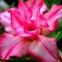 Adenium Fire Red 5-Layer Double Flowers with 40 Seeds