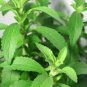 Stevia Herbs Green Herb 800 Seeds