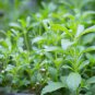Stevia Herbs Green Herb 800 Seeds