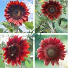 'Hongyun' Dark Red Sunflower 20 Seeds