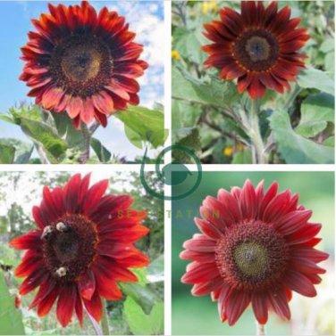 'Hongyun' Dark Red Sunflower 20 Seeds