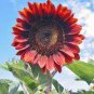 'Hongyun' Dark Red Sunflower 20 Seeds