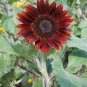 'Hongyun' Dark Red Sunflower 20 Seeds