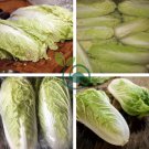 Green Yellow Chinese Cabbage Organic 200 Seeds
