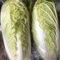 Green Yellow Chinese Cabbage Organic 200 Seeds