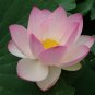 Strong Fragrant White Lotus with Light Red Color 2 Seeds
