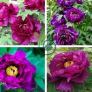 'Zi Die Ying Feng' Dark Purple with Black Spot Peony Flower 10 Seeds