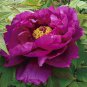 'Zi Die Ying Feng' Dark Purple with Black Spot Peony Flower 10 Seeds